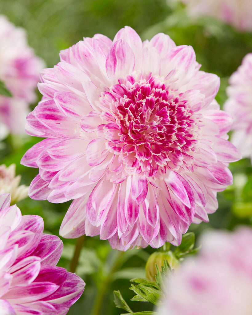 Dahlia Special Que Sera 1-pakning